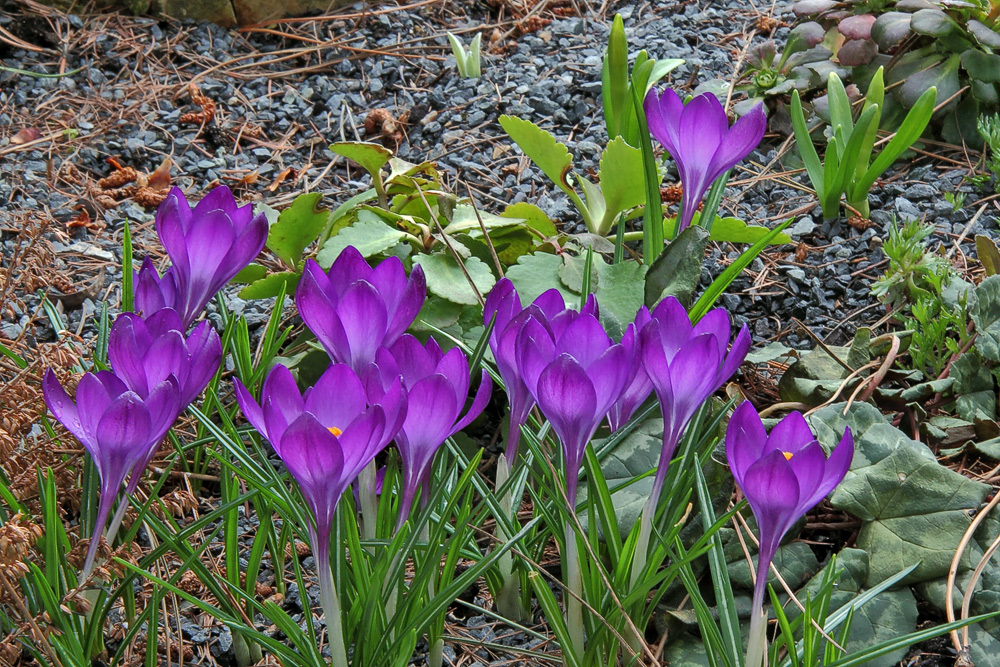 Krokusse , die auch bei mir als Frühlingsboten bunte Farbtupfer bilden...