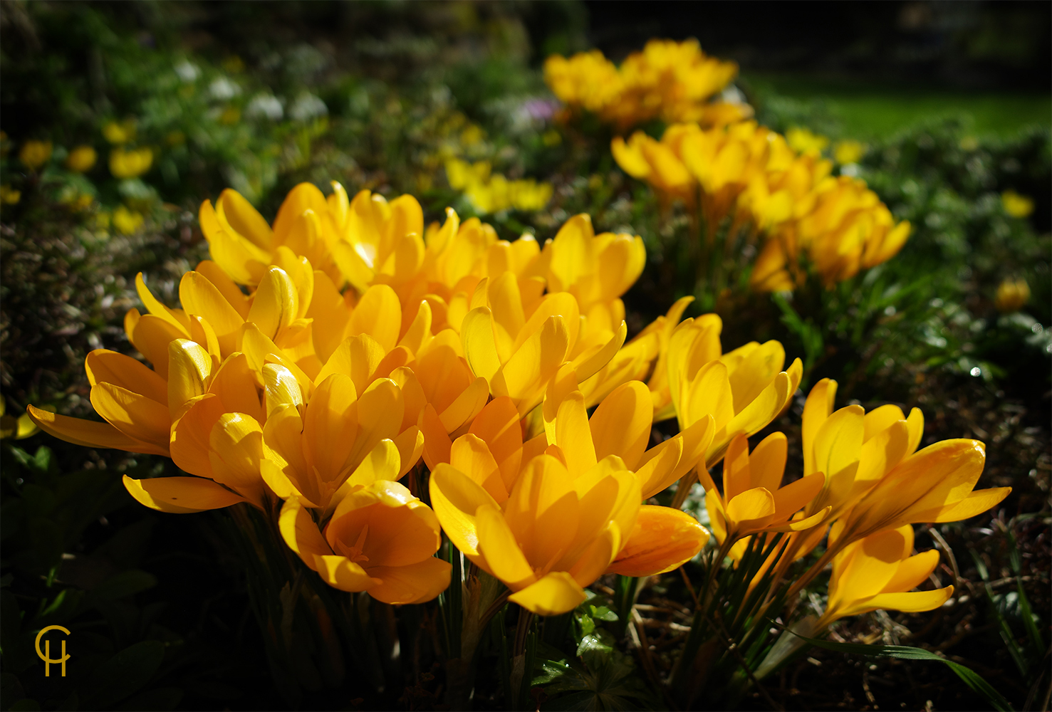 Krokusse - Die leuchtenden Frühlingsboten