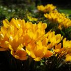 Krokusse - Die leuchtenden Frühlingsboten