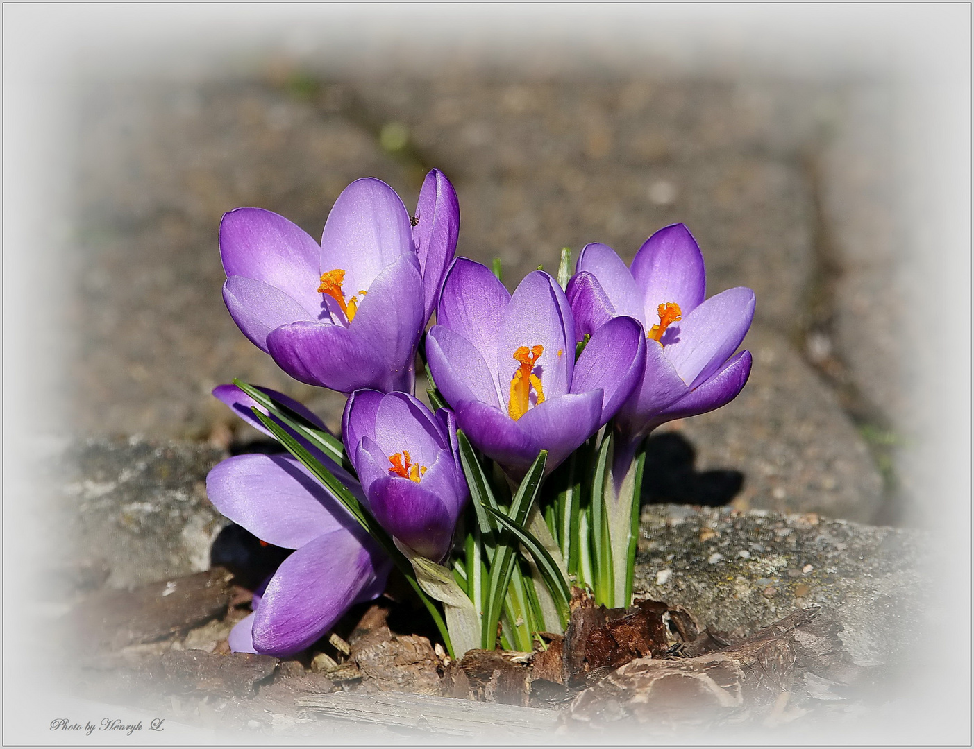 Krokusse Foto & Bild pflanzen, pilze & flechten, pflanzen im winter