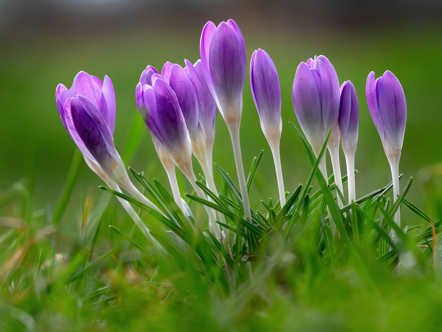 Krokusse Foto & Bild pflanzen, pilze & flechten, blüten