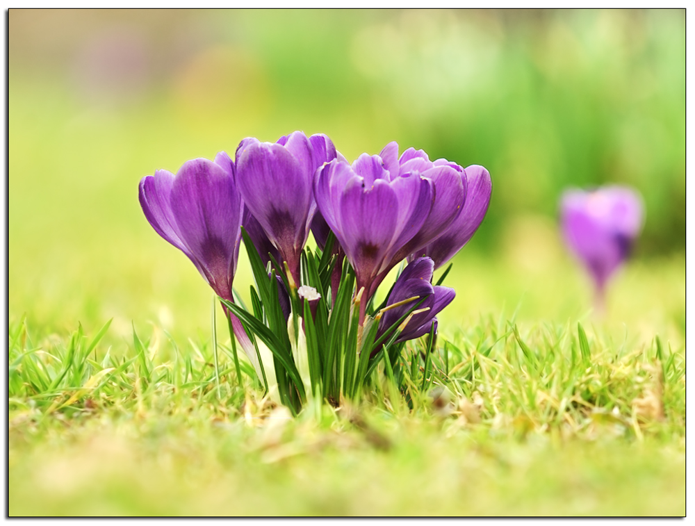 Krokusse ein hauch an Frühling kommt zu uns ..