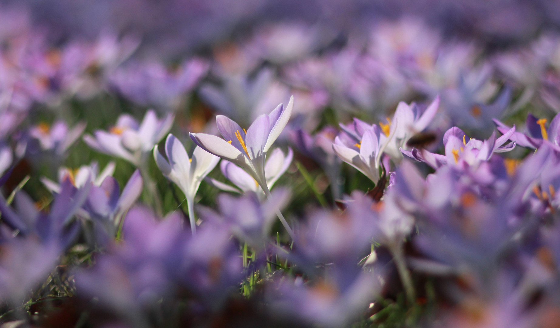 Krokusse - Elfen-Krokus