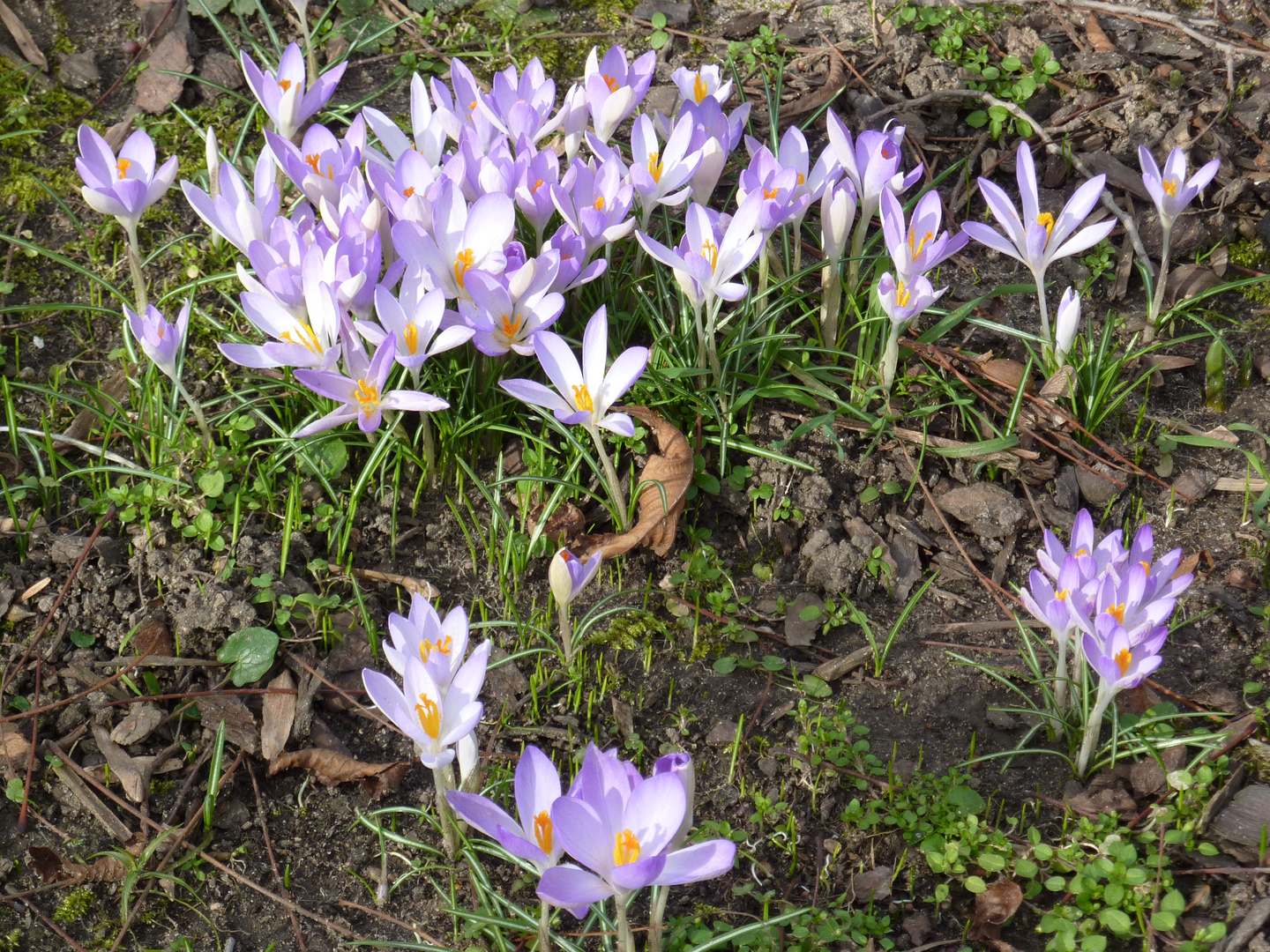 Krokusse - ersten Frühblüher 06-02-2014