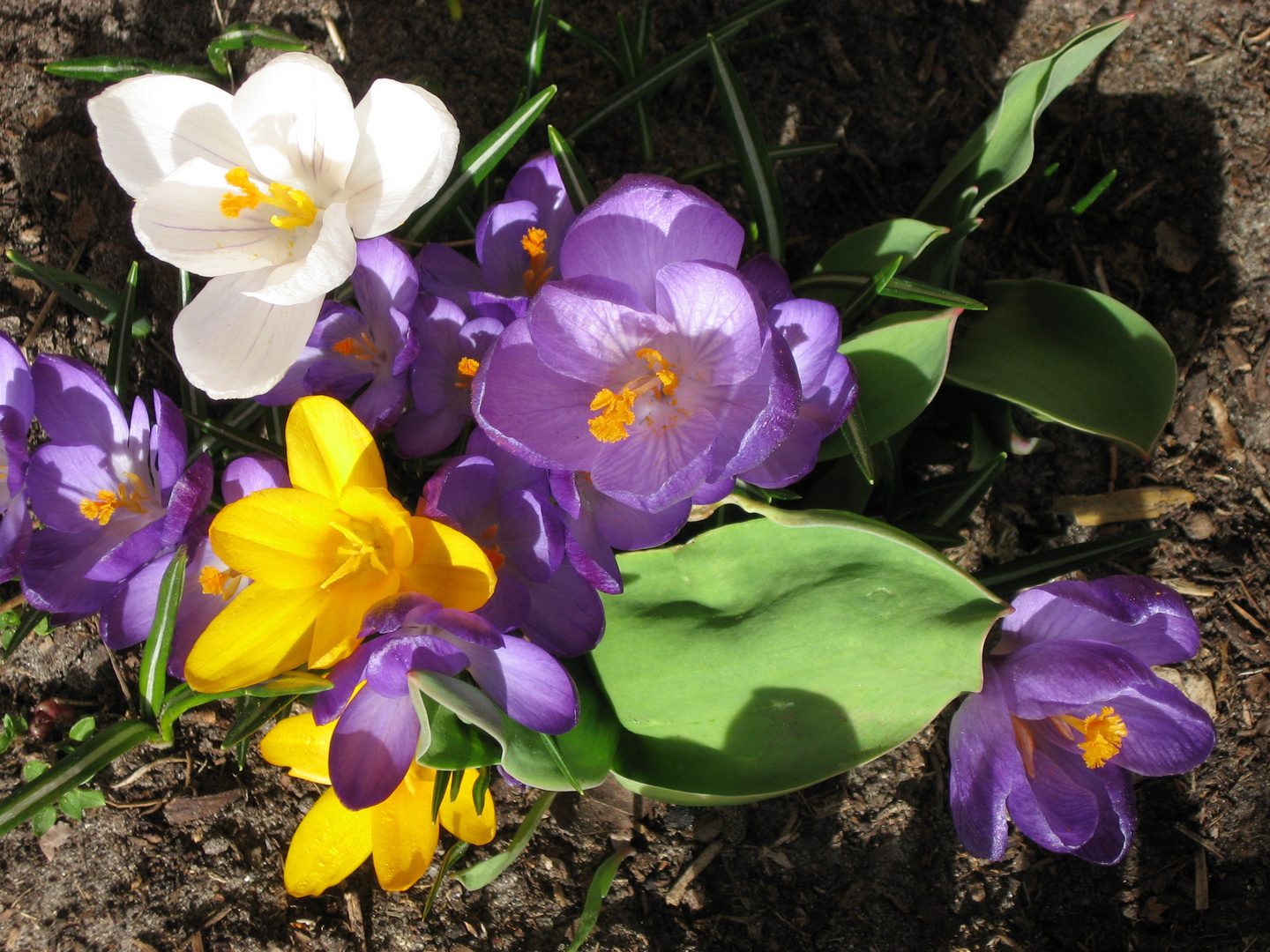 Krokusse erwachen aus dem Winterschlaf