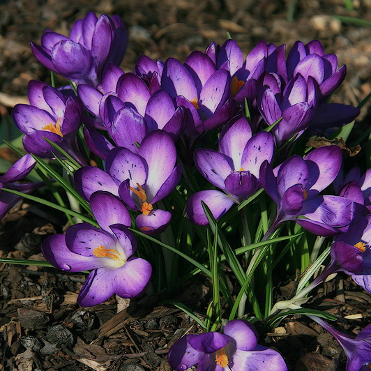 Krokusse f. Nicole