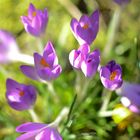 Krokusse Fotografie Guthé Zorneding