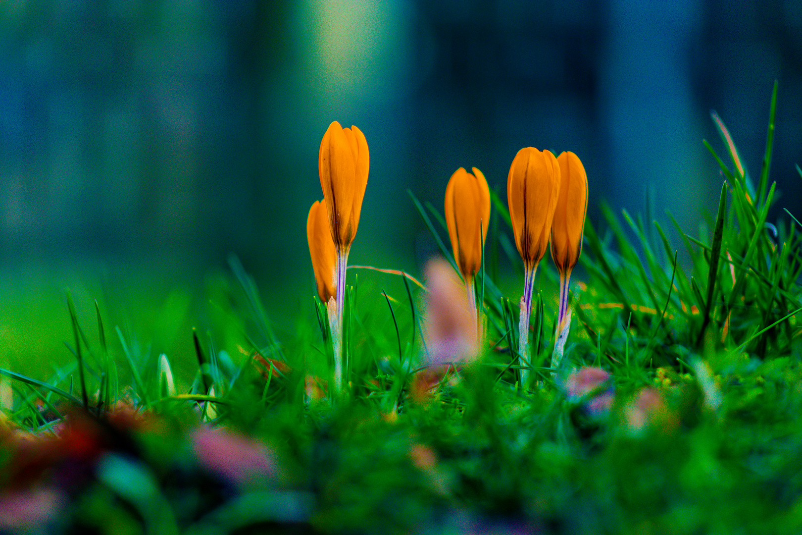 Krokusse, Frühling...