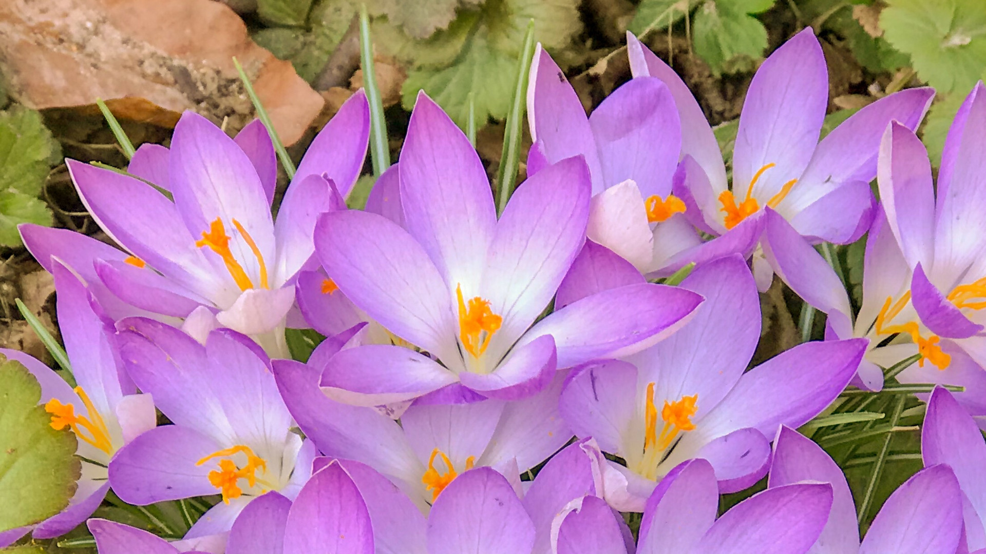 Krokusse! - Frühling?