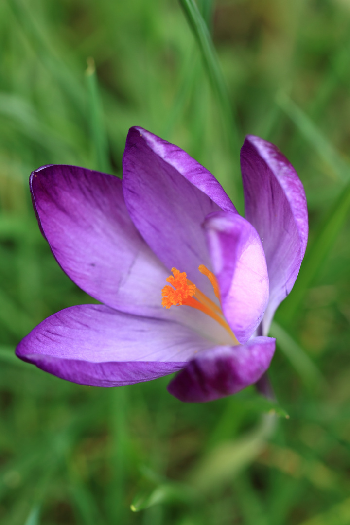 Krokusse - Frühlingszeit im Februar