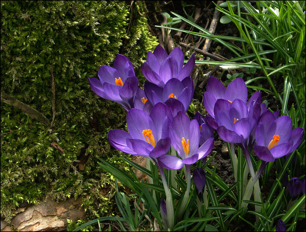 Krokusse für Stockholm