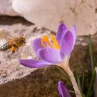 Krokusse gehören für die Bienen zu den ersten Nahrungsquelle im Frühling