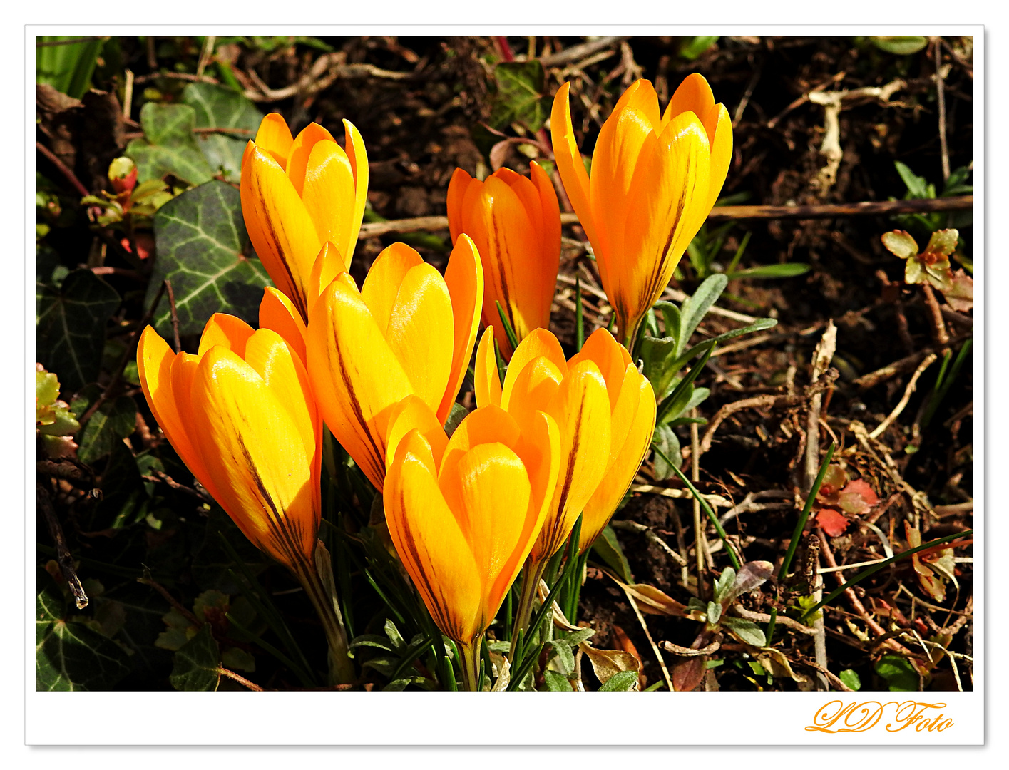 Krokusse gelb Foto & Bild natur, krokusse, pflanzen Bilder auf