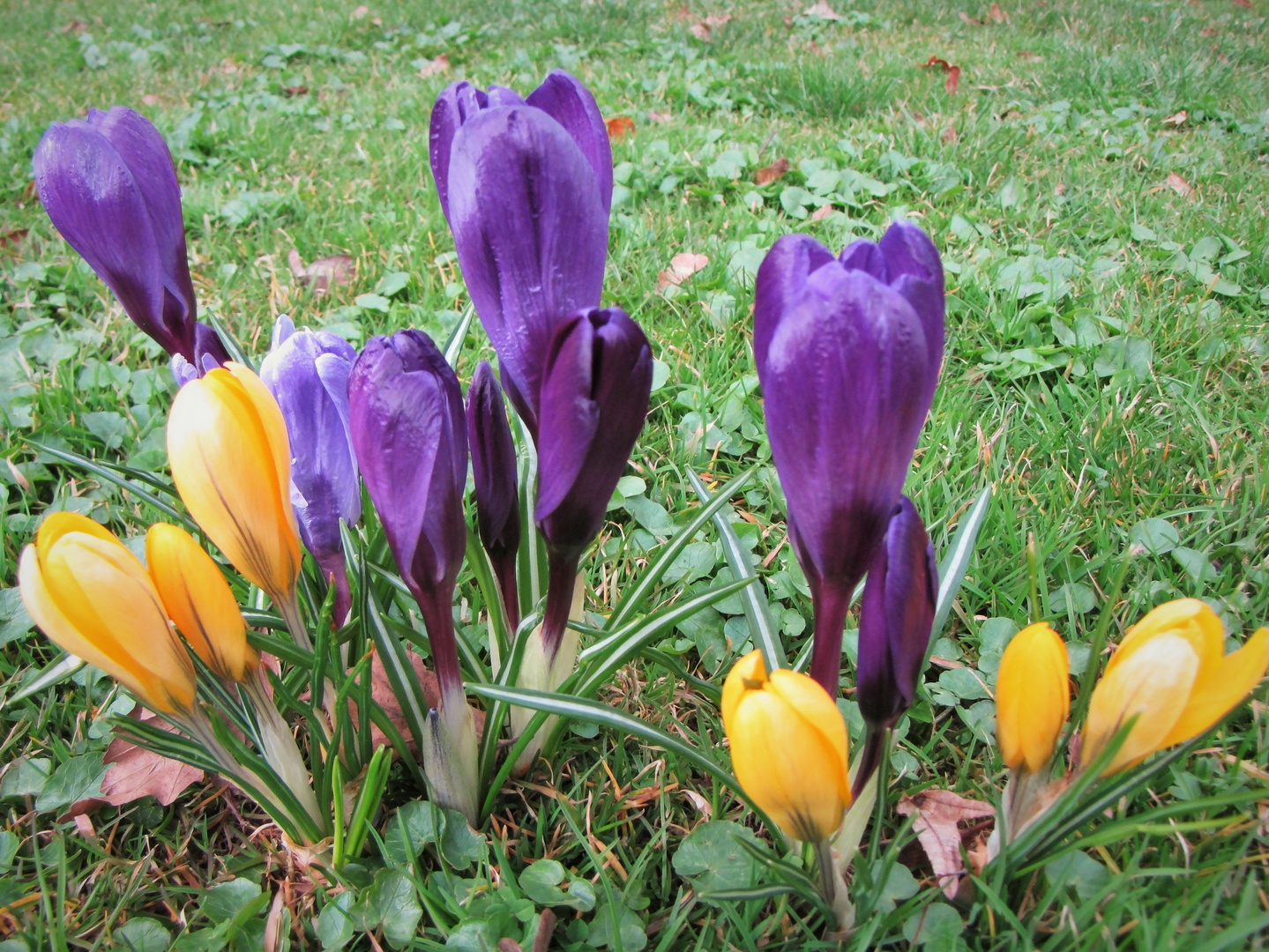 Krokusse - gelb, blau