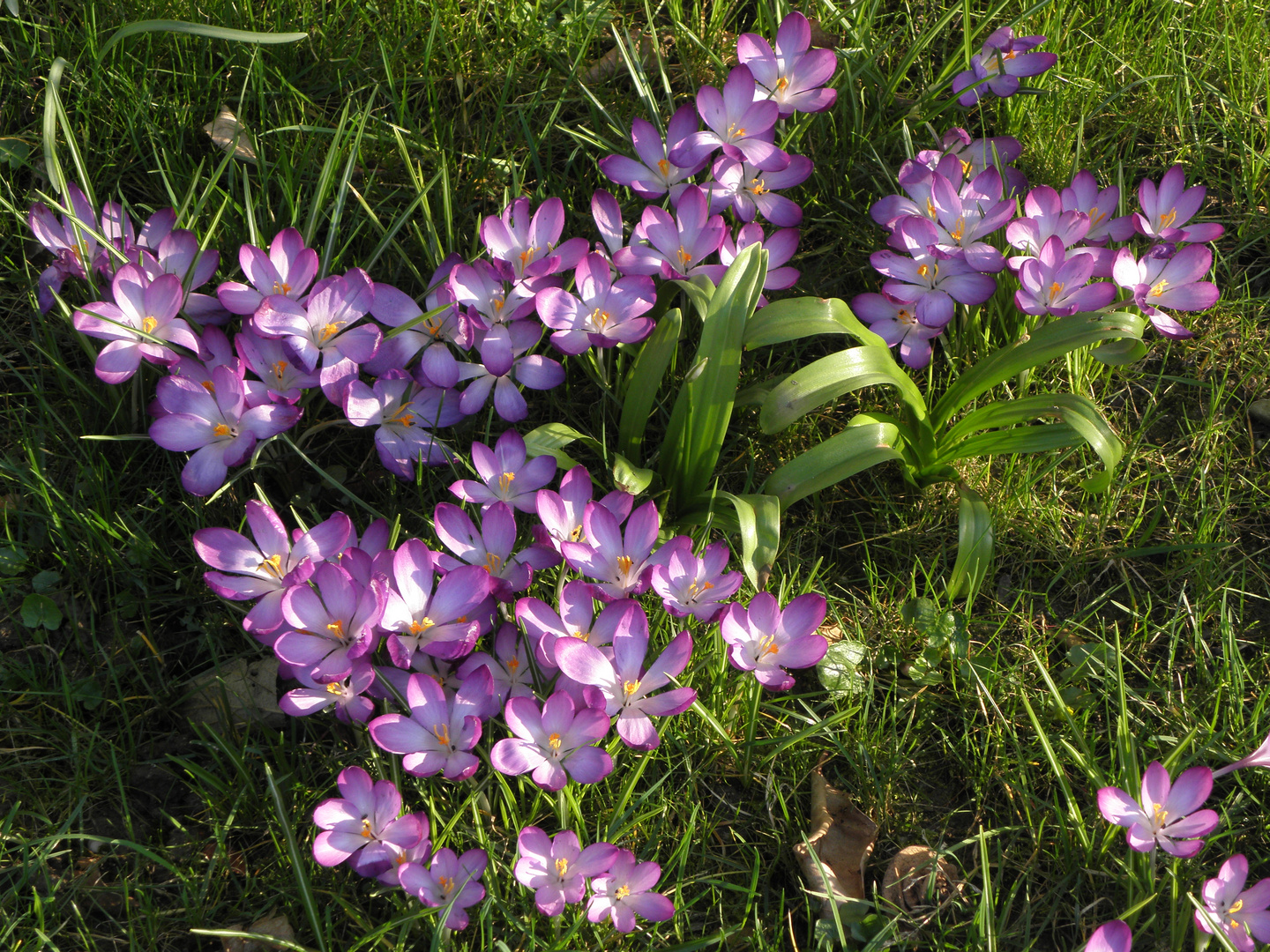 Krokusse genießen die Sonne.