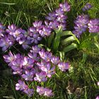 Krokusse genießen die Sonne.