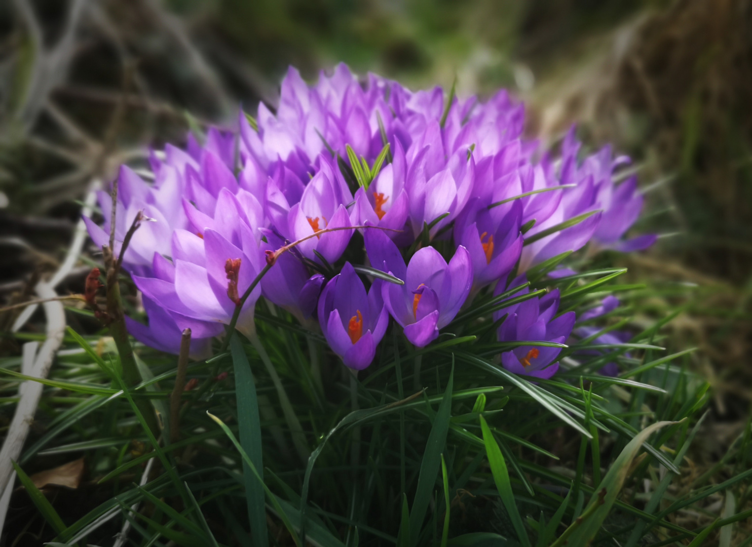 Krokusse " Gruppenfoto"