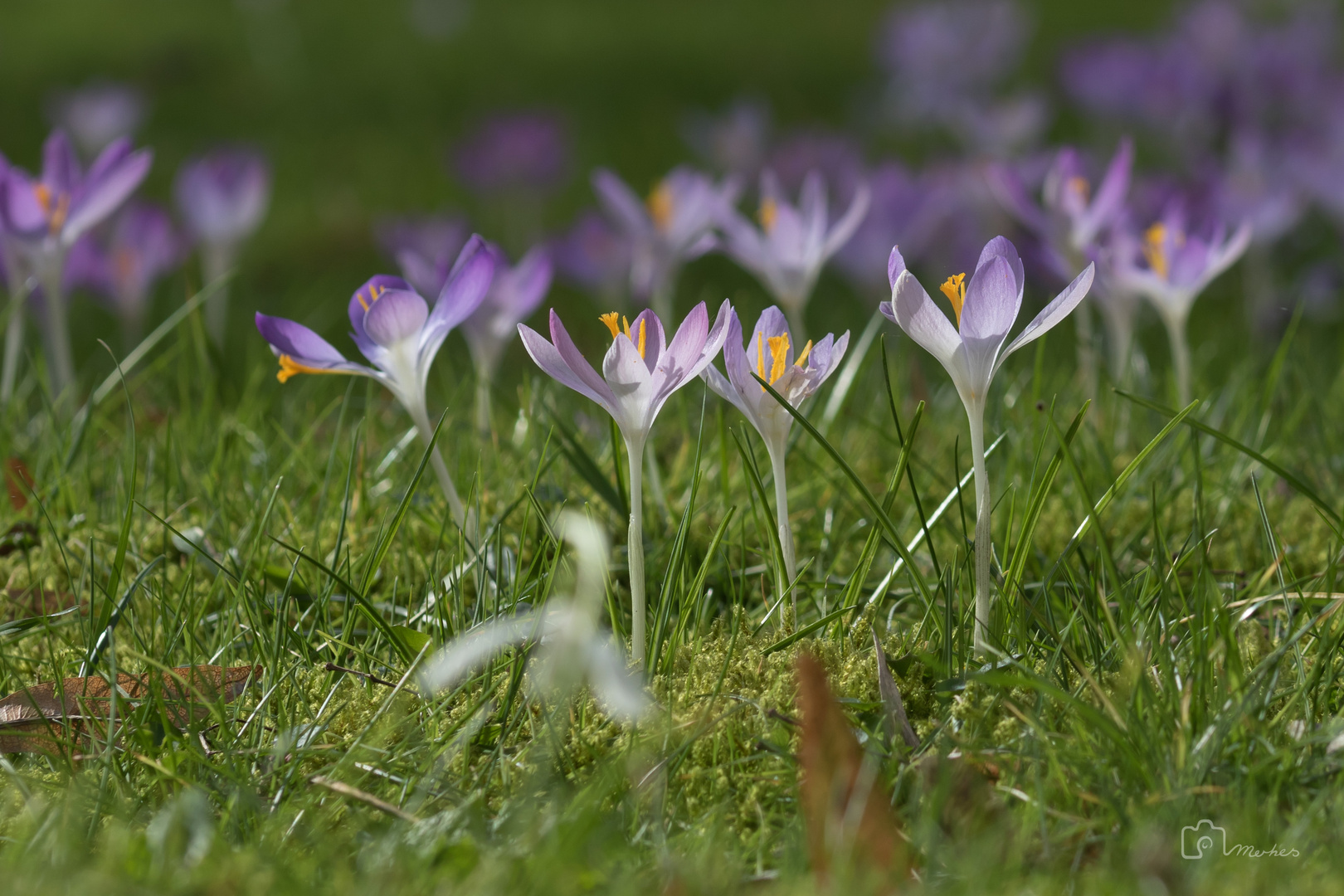 Krokusse, habe sie gesehen, Vorfrühlings Pracht...