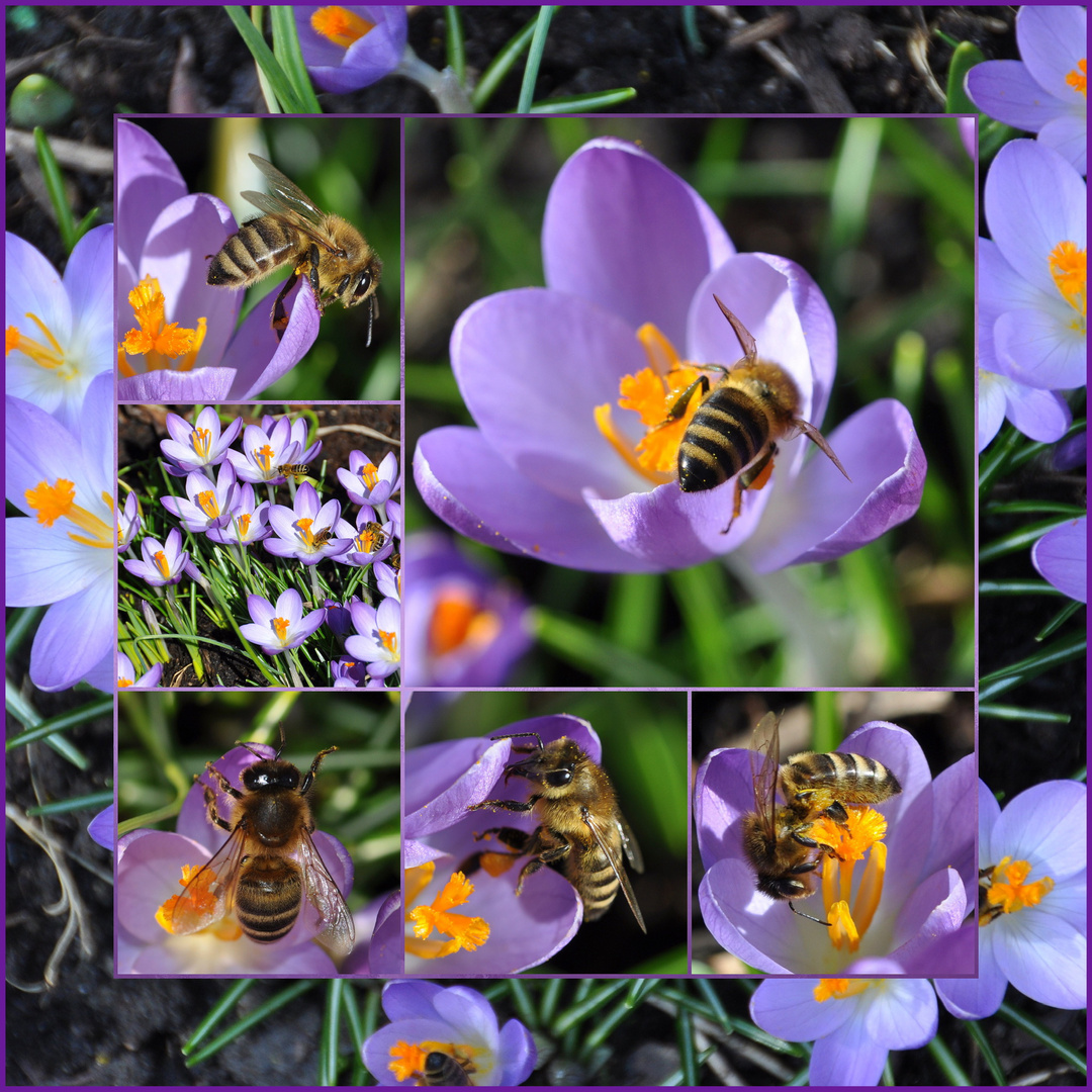 Krokusse heiß begehrt heute am 23.02.22