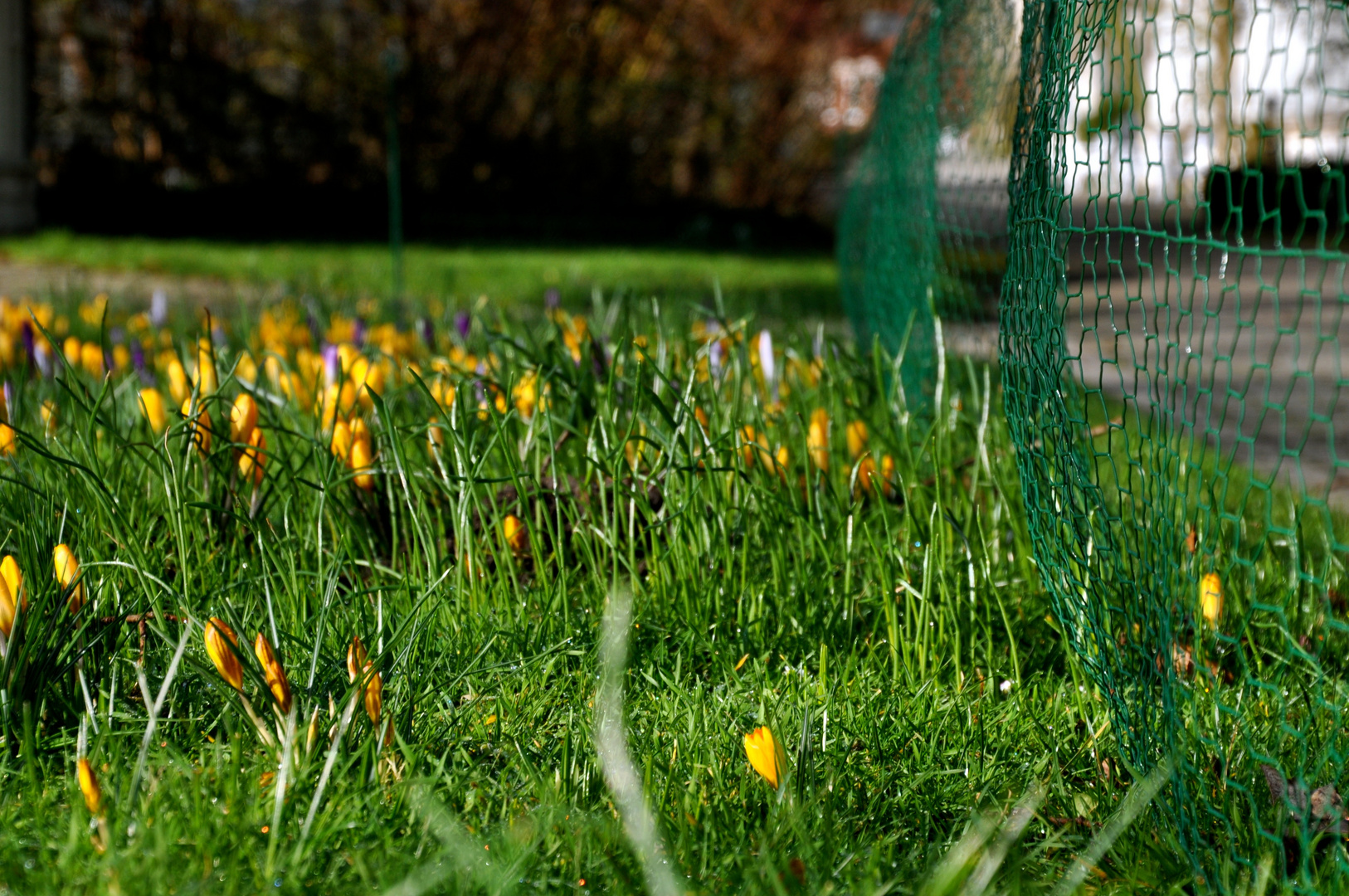 Krokusse hinterm Zaun - Wer gibt nach?