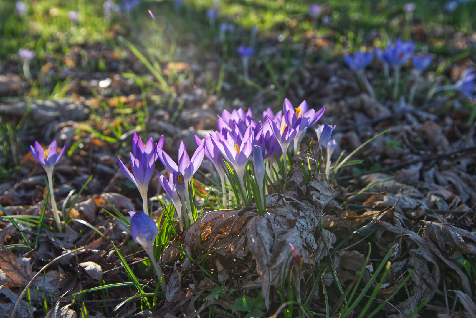 Krokusse im Abendlicht 