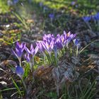 Krokusse im Abendlicht 