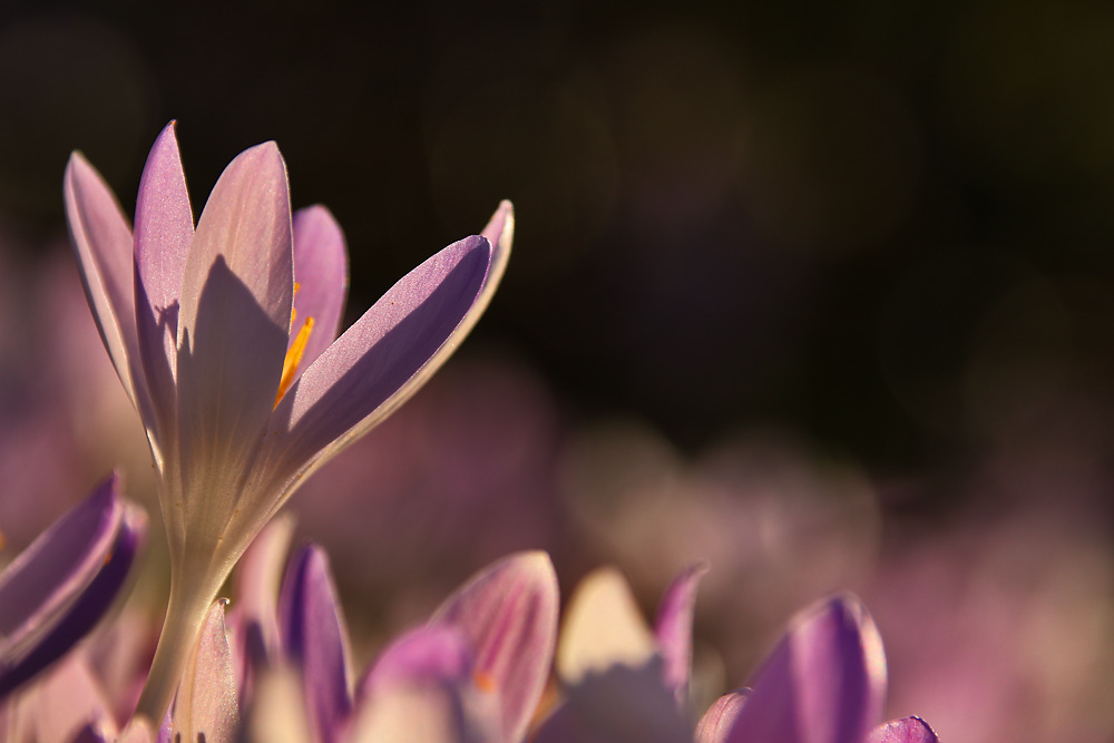 Krokusse im Abendlicht