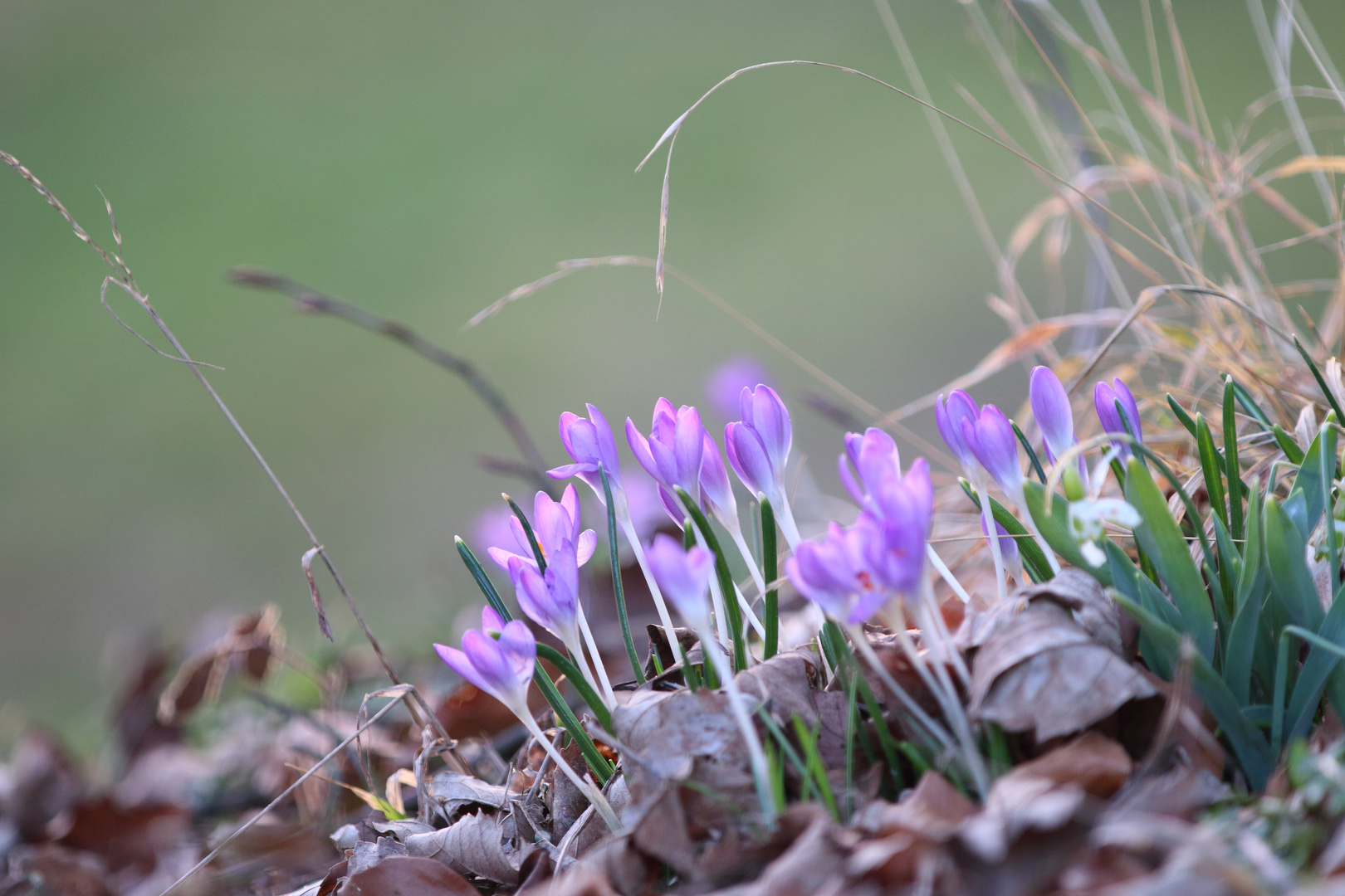 Krokusse im Abendlicht