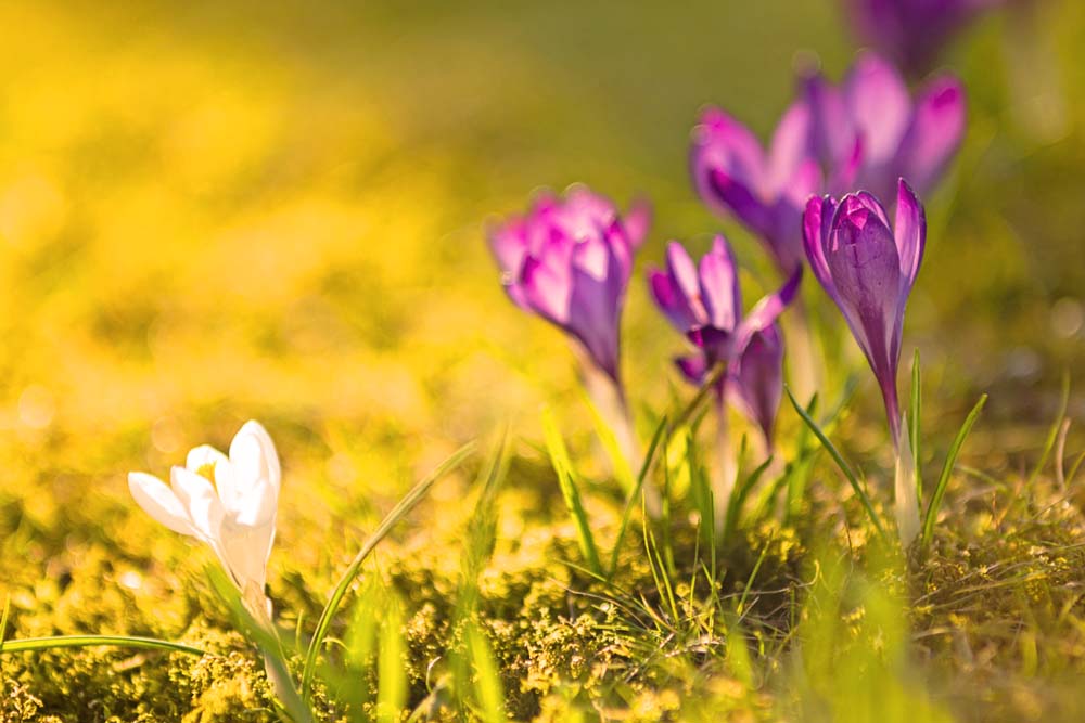 Krokusse im Abendlicht