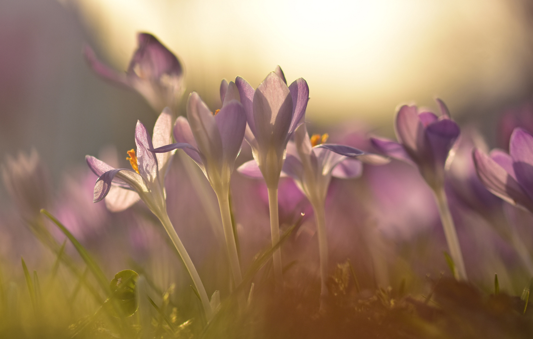 Krokusse im Abendlicht