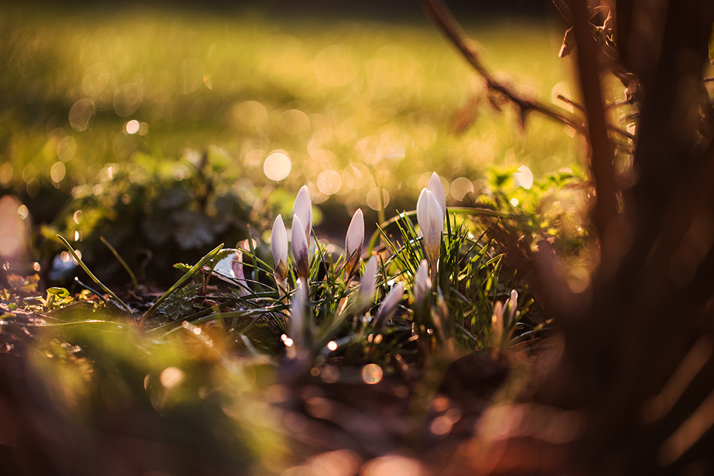 Krokusse im Abendlicht