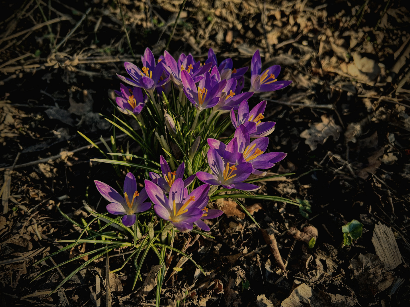 Krokusse im Abendlicht