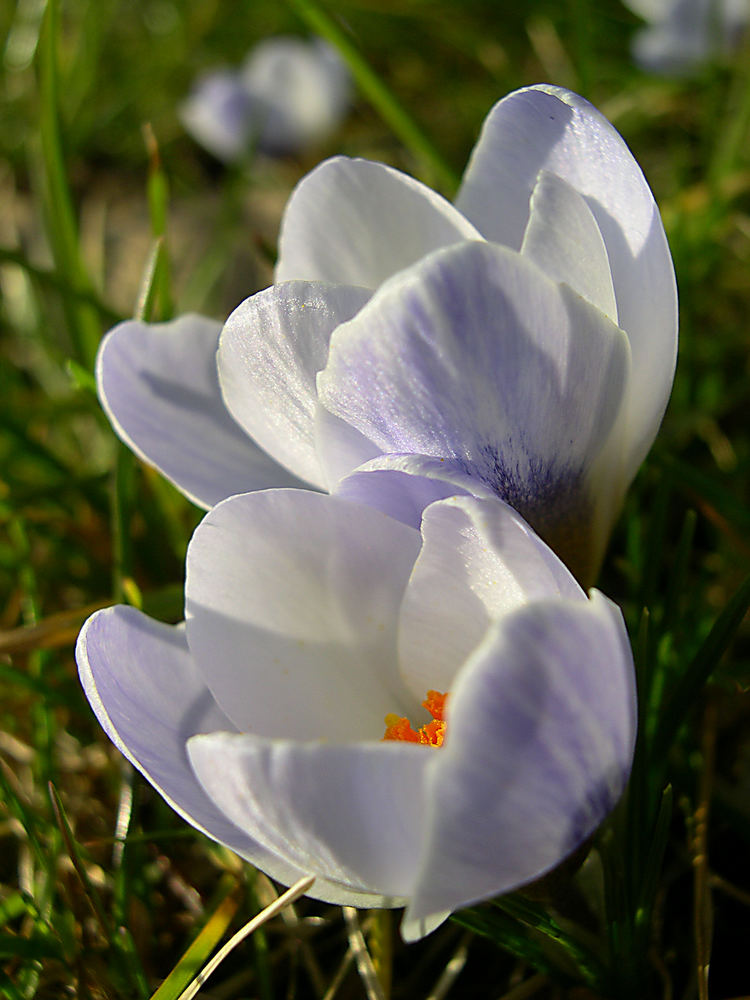 Krokusse im Abendlicht