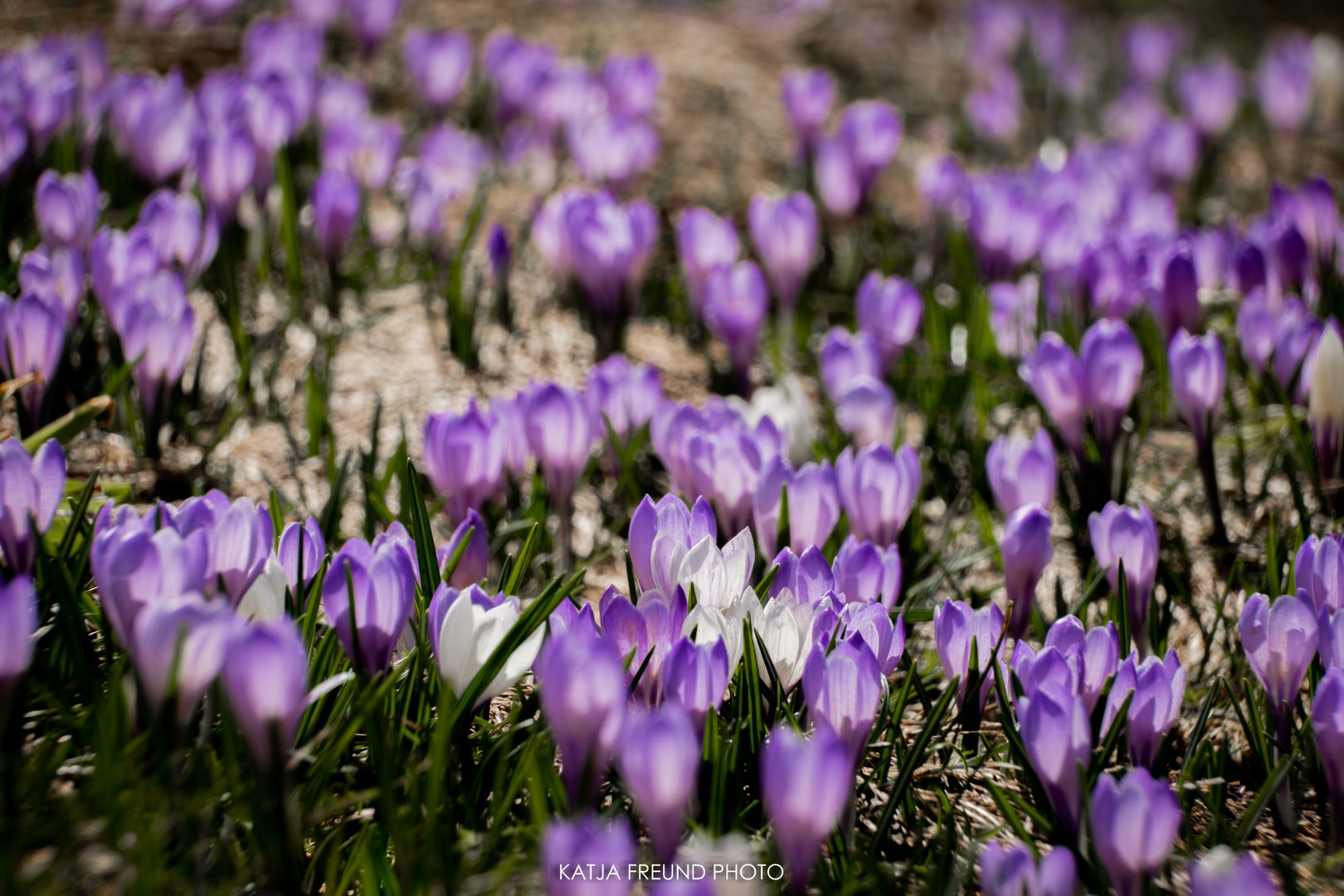 Krokusse im Allgäu!