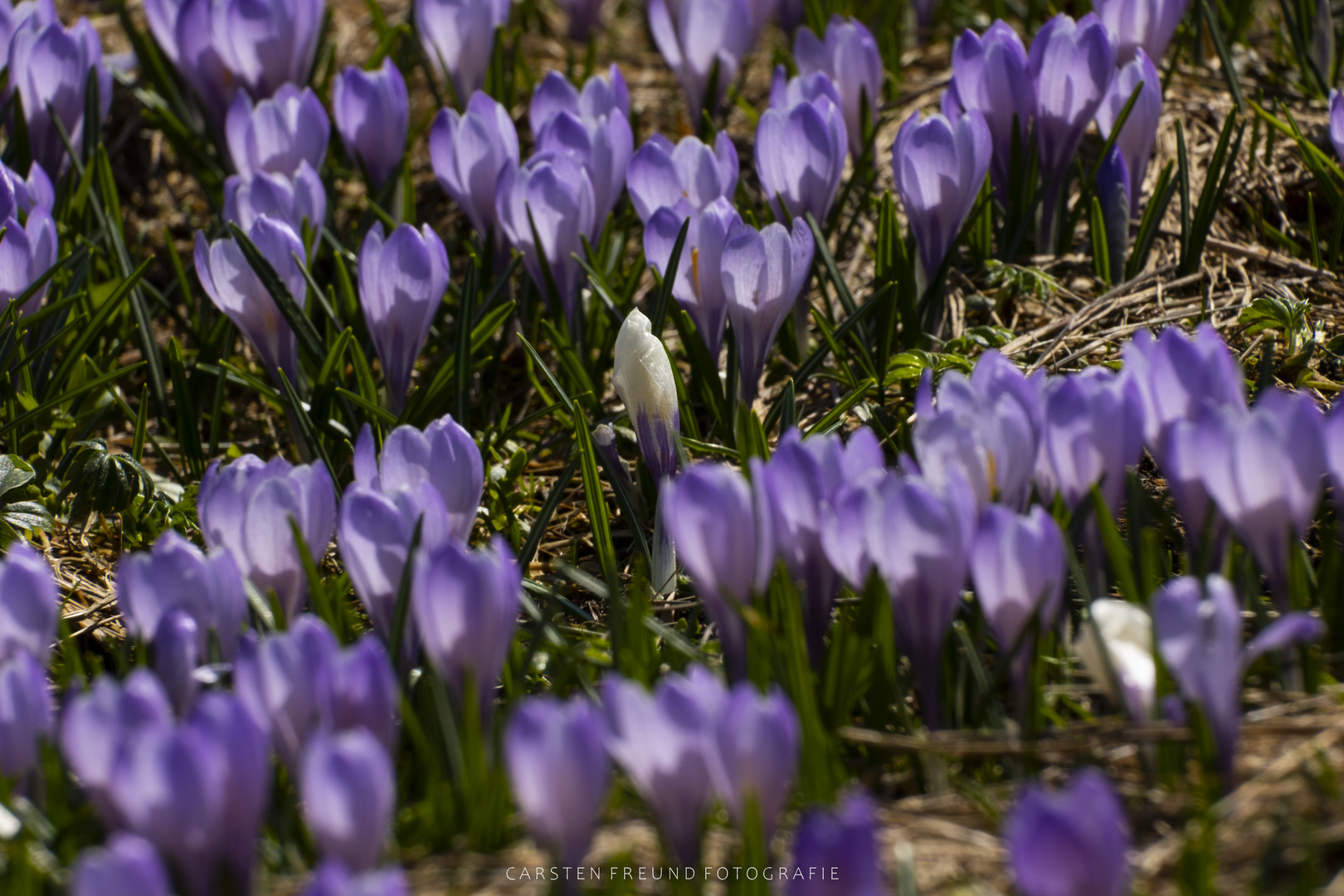 Krokusse im Allgäu