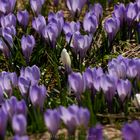 Krokusse im Allgäu