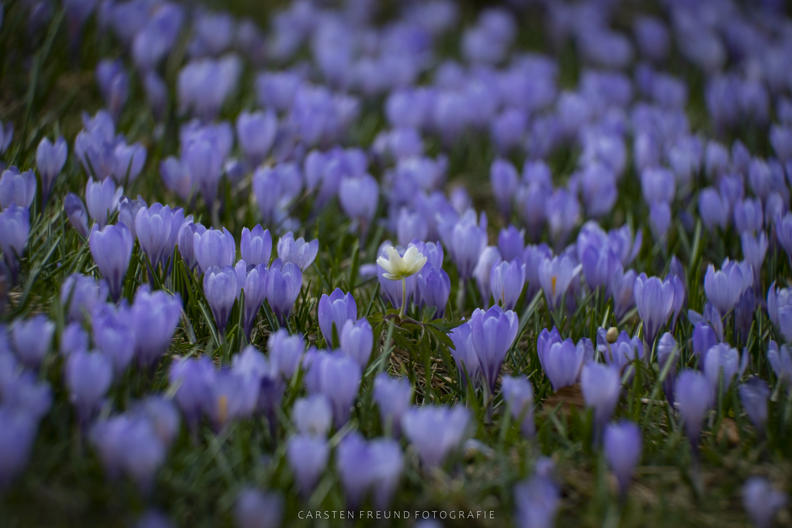 Krokusse im Allgäu