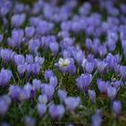 Krokusse im Allgäu