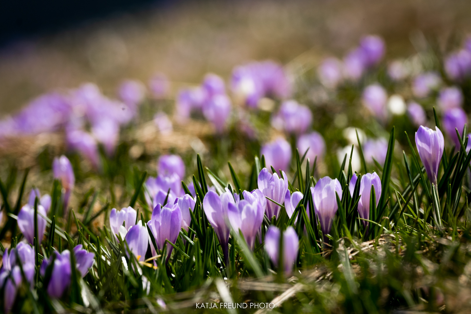 Krokusse im Allgäu!