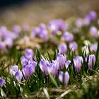 Krokusse im Allgäu!