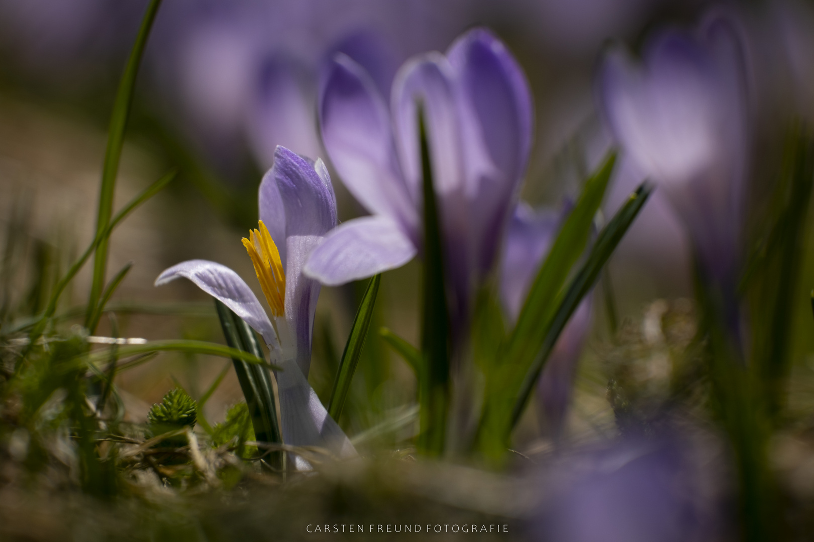 Krokusse im Allgäu