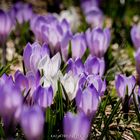 Krokusse im Allgäu!