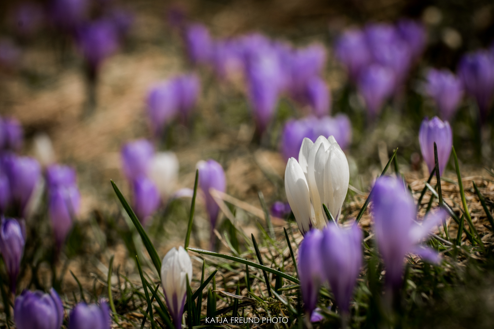 Krokusse im Allgäu!