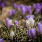 Krokusse im Allgäu!