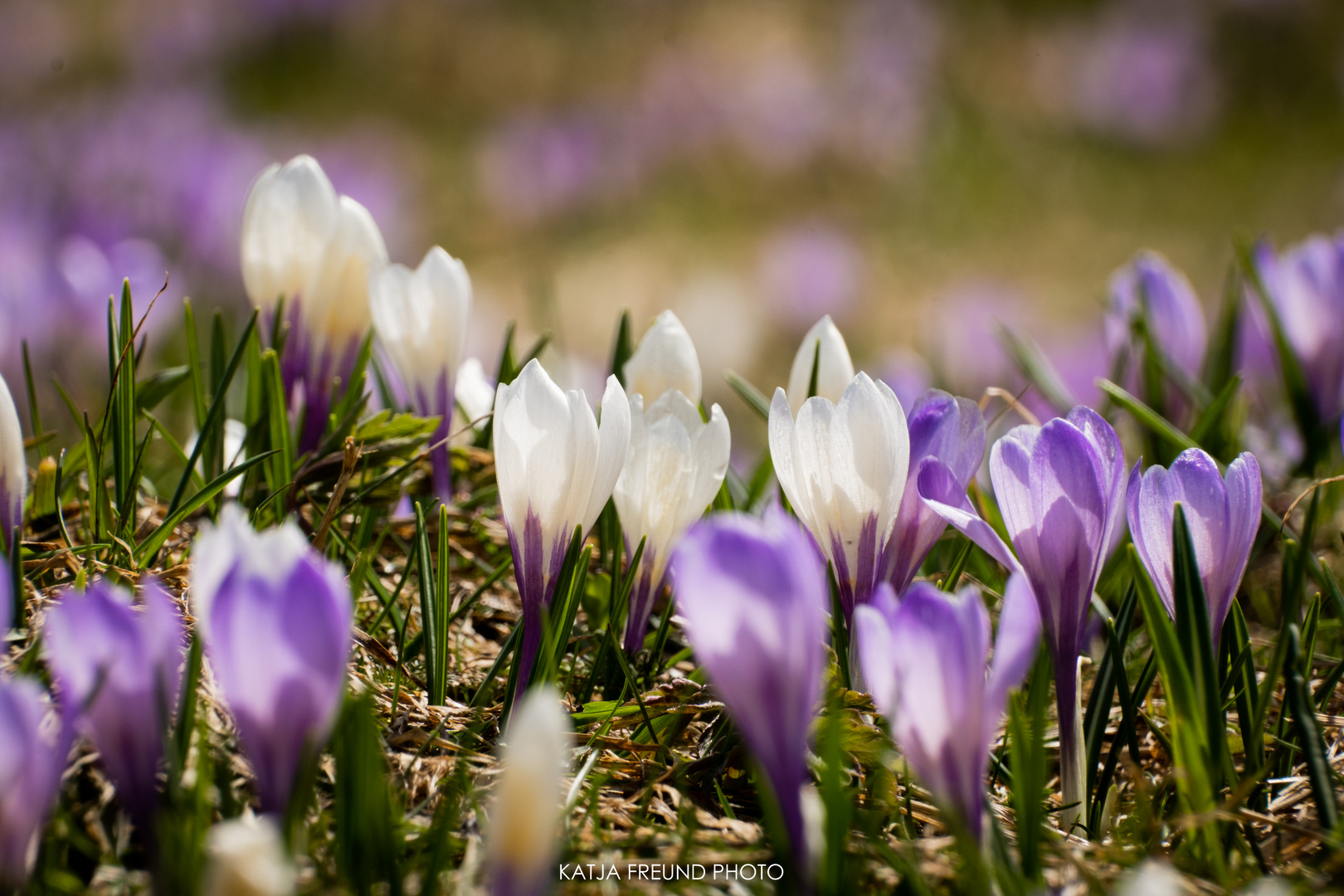 Krokusse im Allgäu!