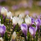 Krokusse im Allgäu!