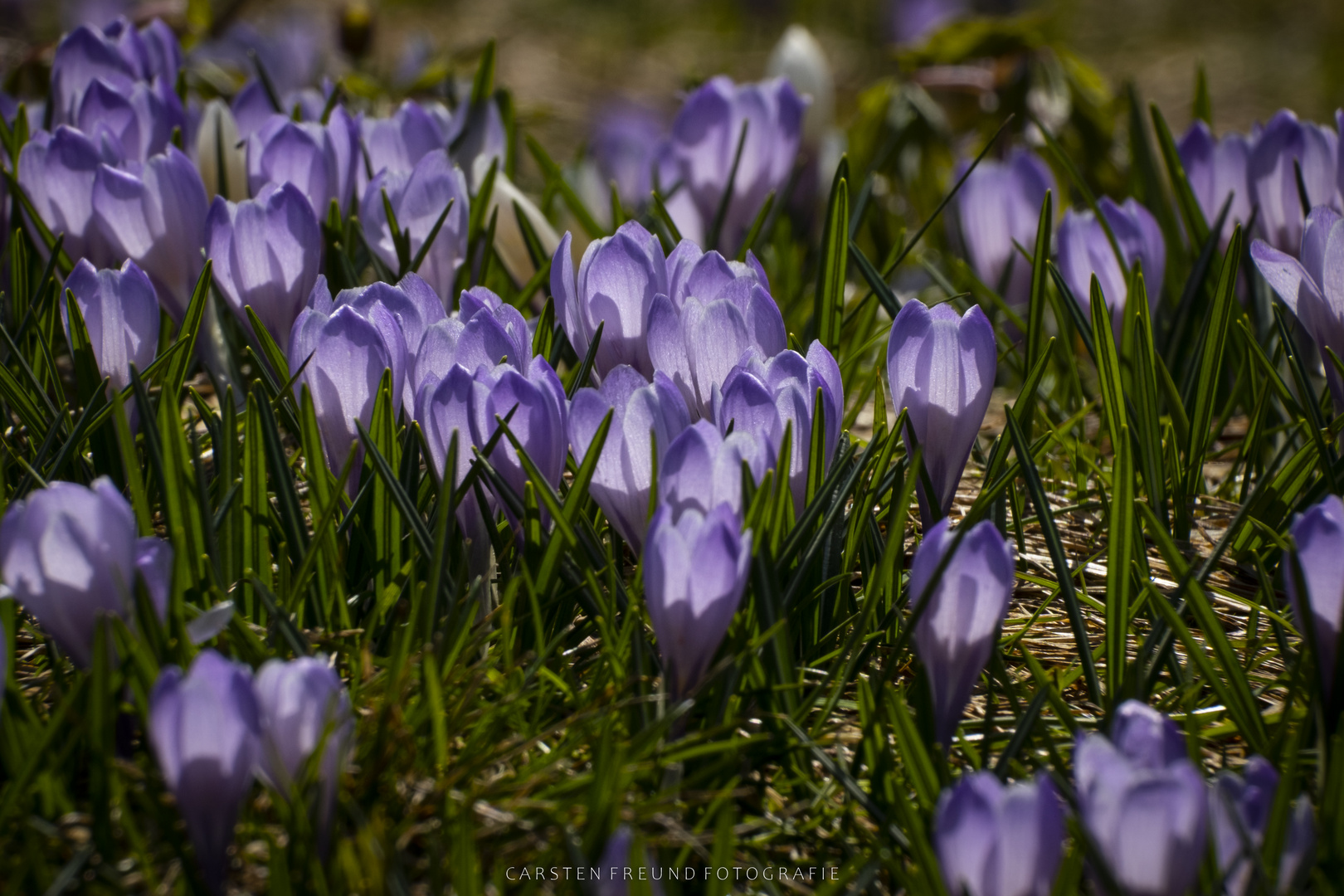 Krokusse im Allgäu