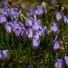 Krokusse im Allgäu