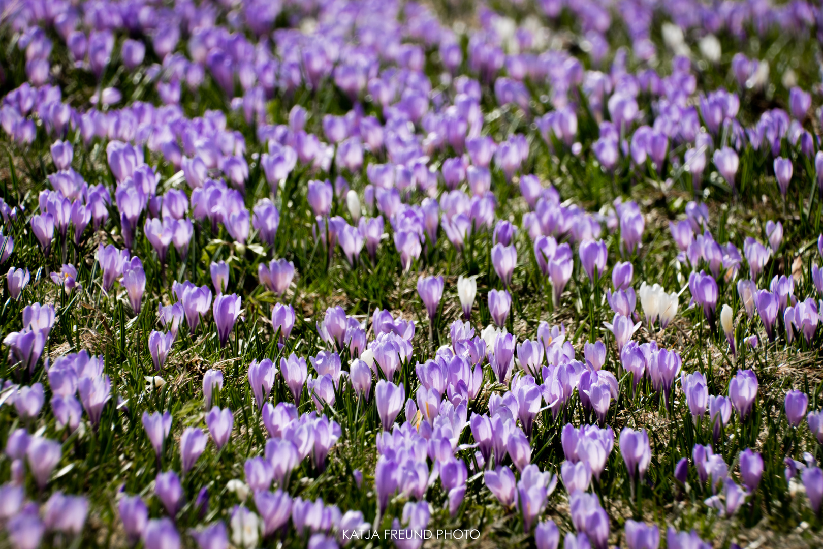 Krokusse im Allgäu!