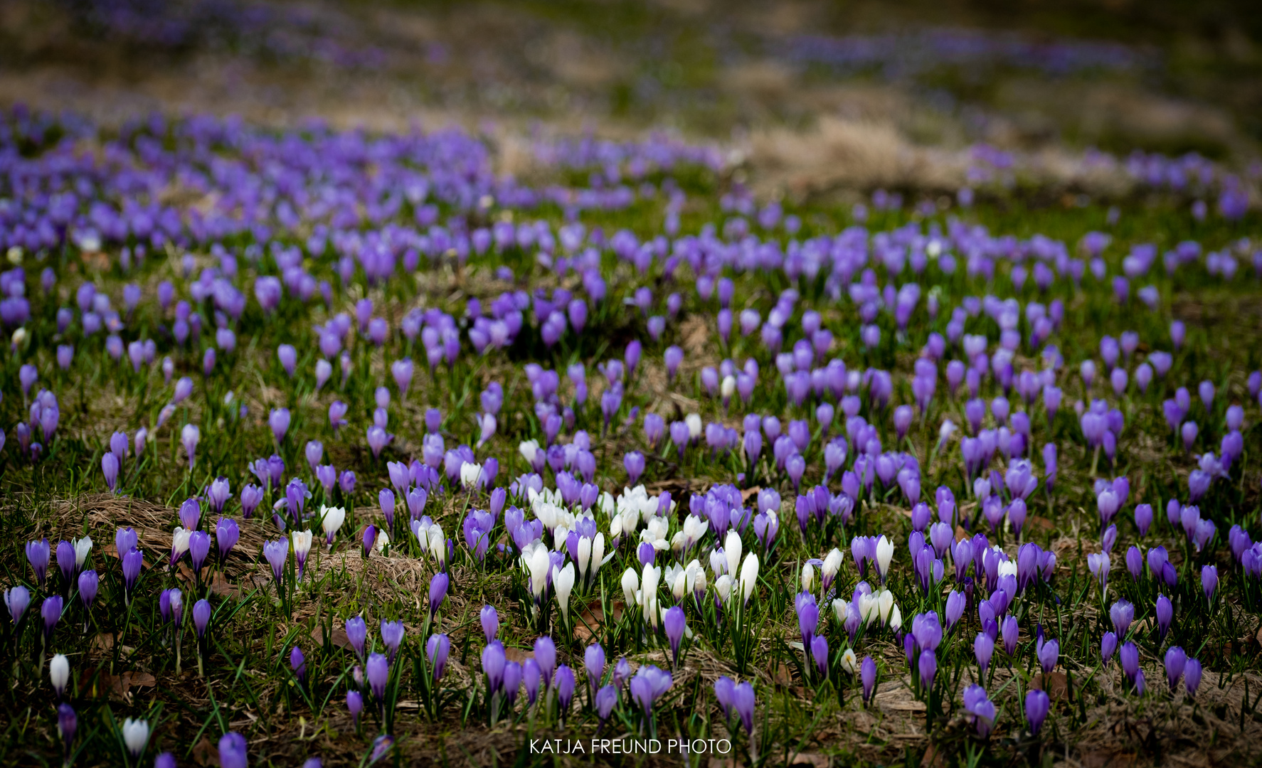 Krokusse im Allgäu!